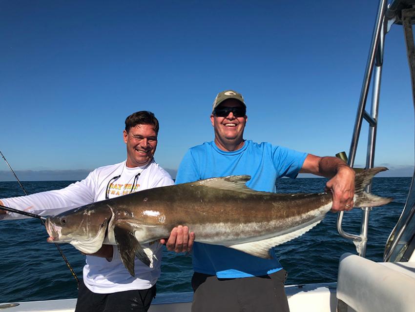 Cobia Cobia
